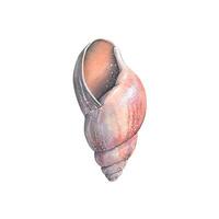 Watercolor illustration of a red-brown shell isolated object on a white background. Colorful, beautiful. Underwater world. For the design of postcards, posters, stickers, designs, patterns. vector