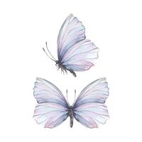 Butterflies are delicate, light lilac, violet, side and top view. Watercolor illustration drawn by hand. Set of separate elements isolated from the background. vector