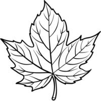 Detailed Outlined Maple Leaf with Intricate Veins on Transparent vector