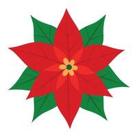 Isolated Poinsettia Flower With Red Petals and Green Leaves On White Background vector