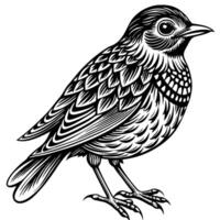 Detailed Woodcut Style Song Thrush with Intricate Feathers on White Background vector