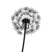 A black silhouette of a fluffy dandelion is a white background, emphasizing its intricate shape and fine details. This minimalist design captures the essence of nature s elegance. vector