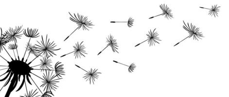 A background showcases the silhouette of a dandelion and its flying seeds against a white backdrop. This illustration captures the essence of simplicity and natural beauty, evoking a sense of freedom vector