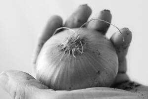 Man Holding Red Onion, Close View Background, Food Photography creative background photo