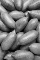 Pecans Background creative wallpaper photo