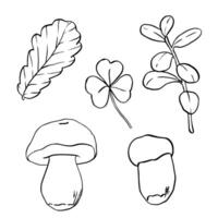 Hand Drawn outline of Mushrooms, oak leaf and clover leaves. of forest plants set. Botanical Pen and Ink Drawing. Branch cranberry and cowberry painted by black inks in line art style. EPS10 vector