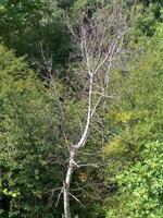 Forest Trees Close View Natural Background, In the Woods Version 14 photo
