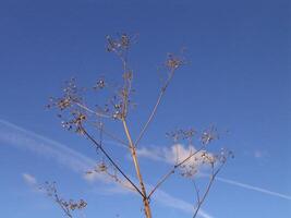 Plant branches over blue sky background for different design purposes photo
