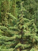Forest Trees Close View Natural Background, In the Woods Version 18 photo
