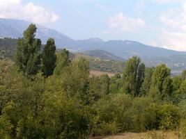 Forest Trees Close View Natural Background, In the Woods for different design purposes photo