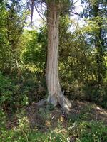 Forest Trees Close View Natural Background, In the Woods Version 19 photo