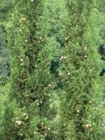 Forest Trees Close View Natural Background, In the Woods wallpaper photo