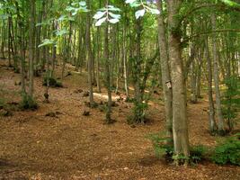 Forest Trees Close View Natural Background, In the Woods Version 15 photo
