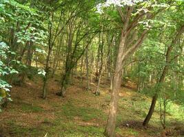 Forest Trees Close View Natural Background, In the Woods wallpaper design photo