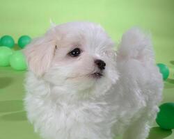 Cute fluffy dog close view portrait background Version 13 photo