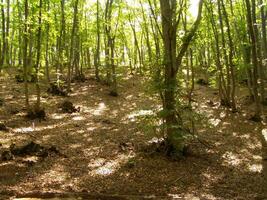 Forest Trees Close View Natural Background, In the Woods Version 17 photo