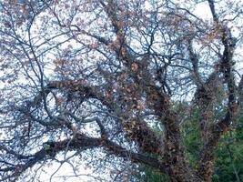 Forest Trees Close View Natural Background, In the Woods Version 16 photo