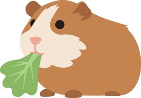 Cute guinea pig nibbling on green lettuce in a flat illustration vector