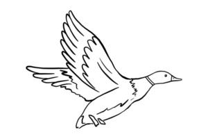 Outline flying duck. line illustration pond bird isolated on white background. Duckling doodle vector