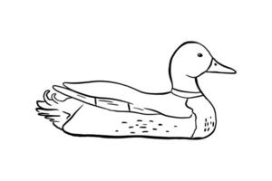 Outline duck. line illustration pond bird isolated on white background. Duckling doodle vector