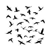 Silhouettes of black birds in flight gather together against a white backdrop. vector