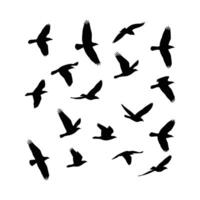 Black silhouettes of flying birds form a flock, contrasting sharply with the white background. vector