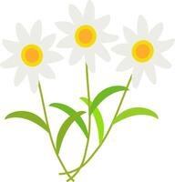Daisies on isolated background, for design vector
