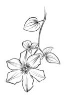 Climate Flower Hand Drawing vector