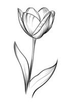 Tulip Flower Hand drawing vector