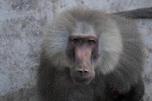Baboon, Zoo, Portrait. Close-up of a baboon looking directly at the camera in a zoo setting. photo