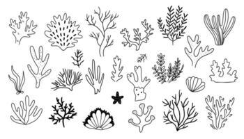 Set of hand drawn algae, corals. Sea life doodle set. Marine life elements. illustration isolated on white background. vector