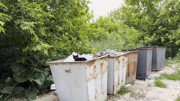 Black homeless cat lying in a dumpster at countryside. Stray kitten looking into camera from trash bin. Problem of protecting animals concept photo