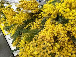 bouquet Mimosa close-up, spring mood photo