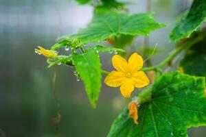 A vegetables on branches in a greenhouse photo
