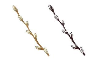 Hand drawn colored and monochrome vintage sketch of willow branch with buds vector