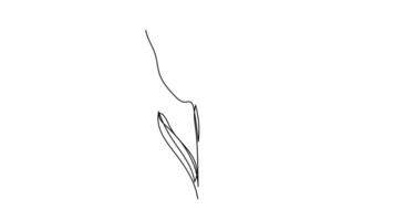 Tulip one line drawing.Abstract flower continuous line. Minimalist contour drawing of tulip. Continuous line drawing of flower tulip.Hand drawn sketch of flower video