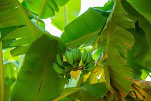 Unripe Bananas On A Banana Palm . photo