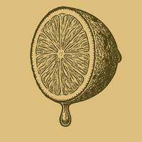 Drawn Half Lemon with Dripping Juice in Vintage Style Graphic vector