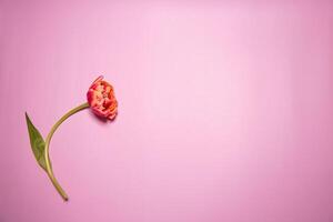 Spring composition. Delicate red tulips rose background photo