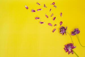 withered flowers background. withered tulips on a yellow background photo