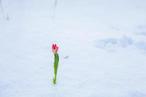 Red tulip with fresh snow photo