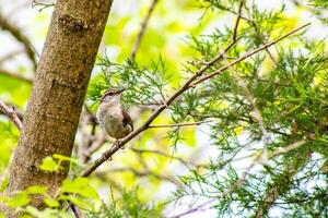 Carolina Wren Perched on a Small Branch photo
