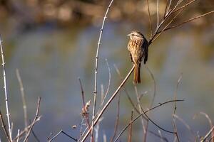 Sparrow Perched on a Twig photo