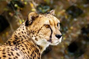 Cheetah Portrait with Blurred Background photo
