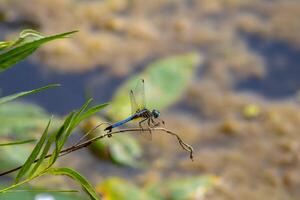 Blue Dragonfly Resting on a Twig photo