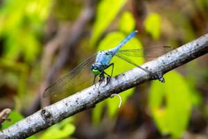 Blue Dragonfly Resting on a Tree Branch photo