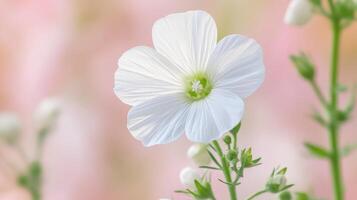 Delicate white flower in soft pastel background blooms elegantly photo