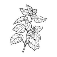 Outline mint branch with leaves in engraving style. Linear hand drawn plant icon. illustration vector