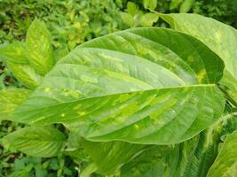Beautiful Wild green leaves textured in the garden in the back yard photo
