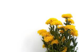 bouquet of chrysanthemums on a white background photo
